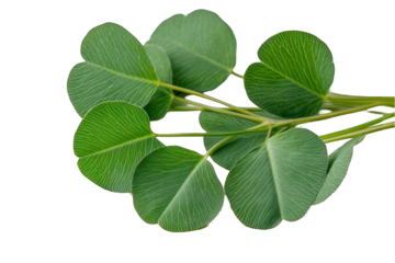Green leaf branch on transparent background botanical element nature plant