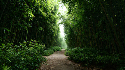 Fototapeta premium Pathway through a lush bamboo forest with sunlight filtering through the trees