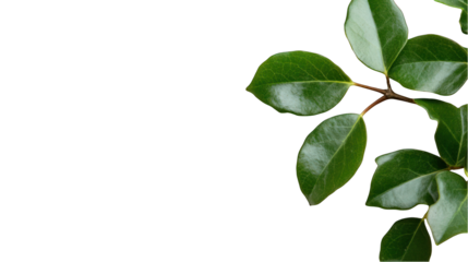 Green leaf branch overlay with transparent background foliage design element natural border decoration