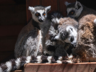 Obraz premium protected primate lemurs in natural habitat