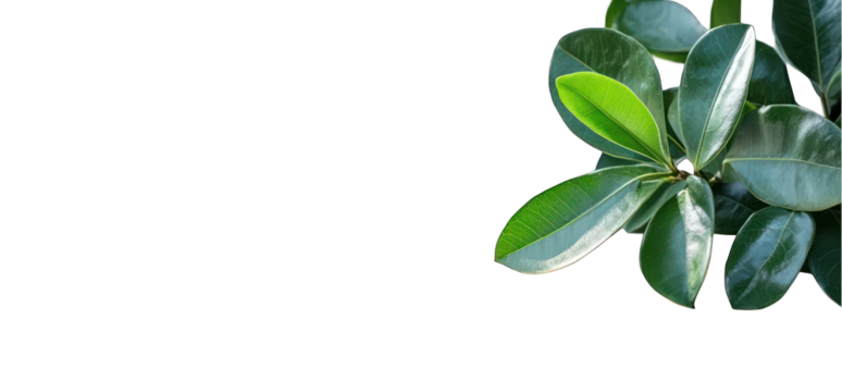 Green leaf plant on transparent background isolated plant with alpha channel overlay element nature design