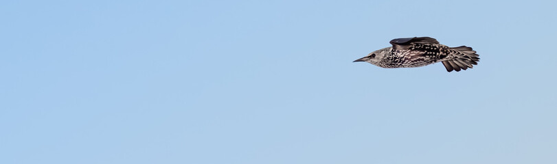 Starling in Flight Against Clear Blue Sky – Minimalist Wildlife Photography Showing Motion, Freedom, and Natural Beauty, Perfect for Nature, Birdwatching, and Environmental Themes