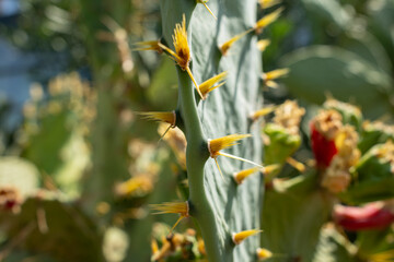 close-up of flowering cactus under sunlight