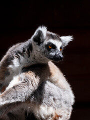 Obraz premium cute primate lemur enjoying the zoo environment