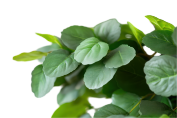 Green leaf plant transparent background nature close up foliage fresh spring botany copy space