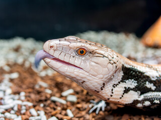 アオジタトカゲ