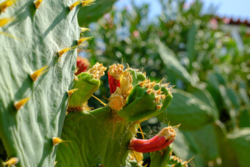 close-up of flowering cactus under sunlight
