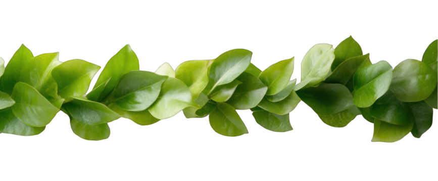 Green leaf vine border isolated on transparent background nature decoration element