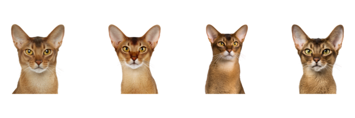 Abyssinian Cats Portrait Set. Feline Elegance And Breed Characteristics Collection Isolated On Transparent Background