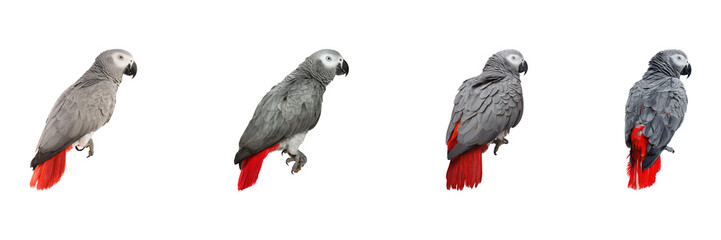 Obraz premium African Grey Parrot Profile Set. Exotic Bird Study And Avian Behavior Collection Isolated On Transparent Background