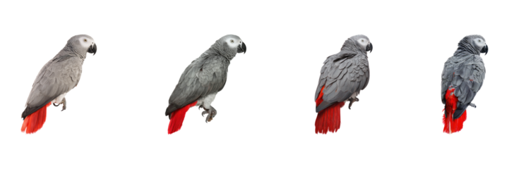 African Grey Parrot Profile Set. Exotic Bird Study And Avian Behavior Collection Isolated On Transparent Background