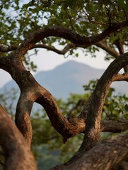 Intertwined tree branches frame a distant mountain view with soft light