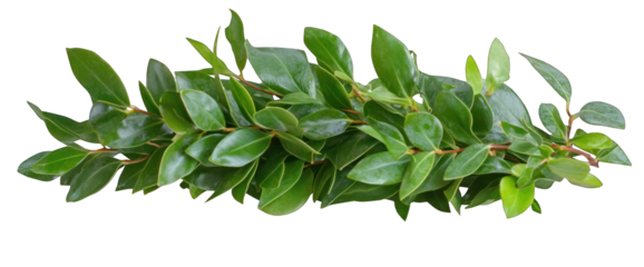 Green leafy branch illustration isolated on transparent background botanical element for decoration