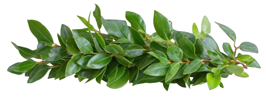 Green leafy branch illustration isolated on transparent background botanical element for decoration