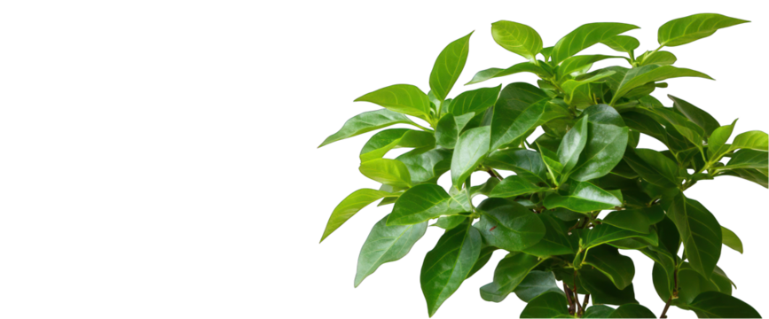 Green leafy plant fresh foliage on transparent background isolated gardening botany nature