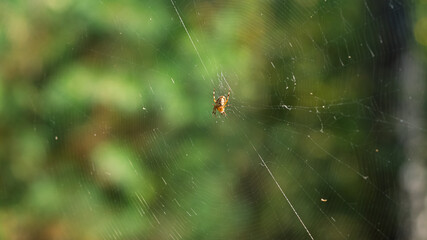 Forest spider cross on a green background of vegetation.