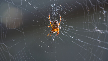A cross spider in the center of a slightly torn web.