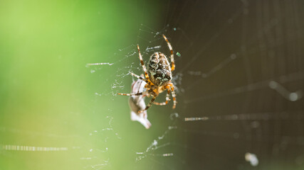 A spider is sitting nearby and an insect is covered in a web.