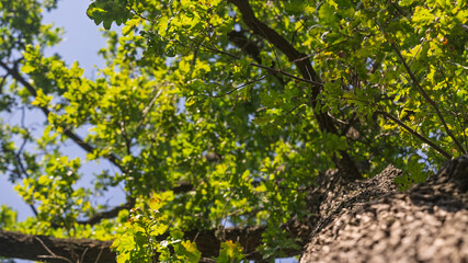 Fototapeta premium Oak branches at the top of the trunk.