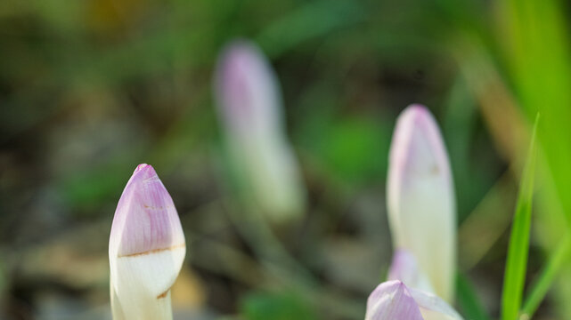 A young colchicum flower with a blue hue.