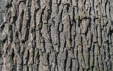 Close-up of oak bark.