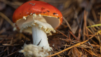 Close-up of a fly agaric.