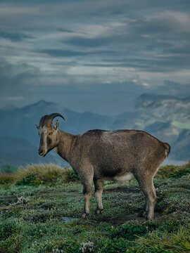 The Nilgiri Tahr in Suryanelli, Kerala