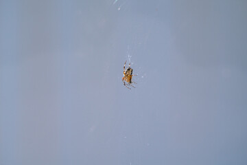 A close-up of a forest spider from a side perspective.