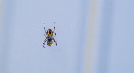 A bee or a wasp was caught by the spider.