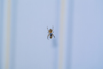The spider caught a bee or a wasp.
