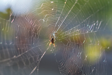 A torn web with a spider in the center.