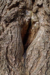 entaille en forme de cœur sur un vieux tronc d'arbre