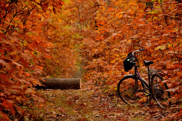 Fototapeta premium Rower w jesiennym lesie
