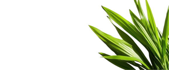 Green leaves on transparent background fresh foliage growth isolated plant element