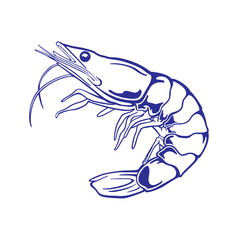 simple vector of a fresh shrimp