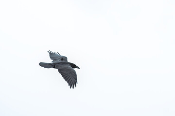Northern raven in flight on a cloudy sky.  - corvus corax