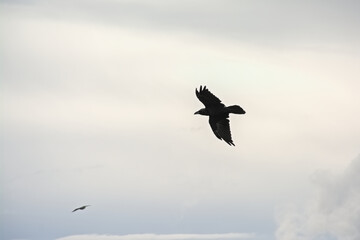 Northern raven in flight on a cloudy sky.  - corvus corax