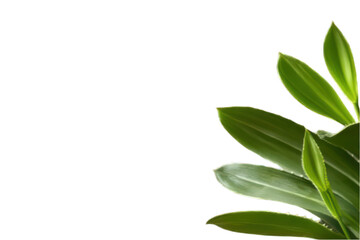 Fototapeta premium Green plant leaves isolated on transparent background botanical element