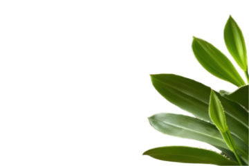 Green plant leaves isolated on transparent background botanical element