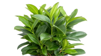 Green plant bush fresh leaves isolated transparent background springtime growth