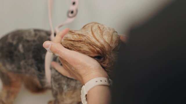 Beautiful and cute Yorkshire terrier being groomed, bathed and dried with a hair dryer, dog hair care