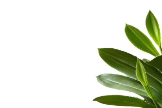 Green plant leaves isolated on transparent background botanical element