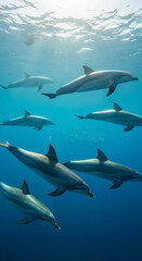 Naklejka premium A graceful pod of dolphins swims together in clear blue ocean water, with sunlight filtering down from the surface.
