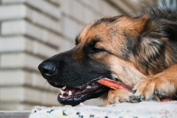 german shepherd dog eating dry beef penis treat