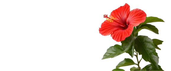 Hibiscus flower blossom isolated on transparent background tropical floral design element