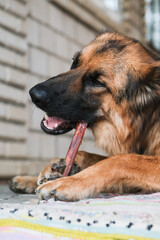 german shepherd dog eating dry beef penis treat