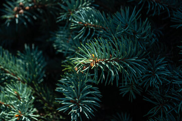 Blue pine tree branches on a dark background