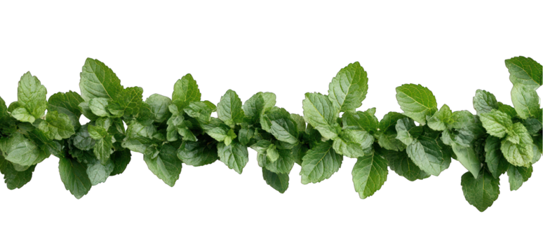 Horizontal border of fresh green mint leaves with transparent background
