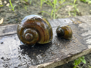 snail on a leaf © Syaiful