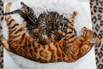 young cute small bengal kittens with mother cat lying in white fluffy cat bed, red and black, striped and spotted, ginger cat, newborn kittens sucking milk, drinking milk, cat maternity concept